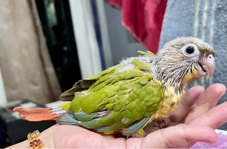 ลูกป้อน กรีนชีค พายแอปเปิ้ล รูปที่ 9