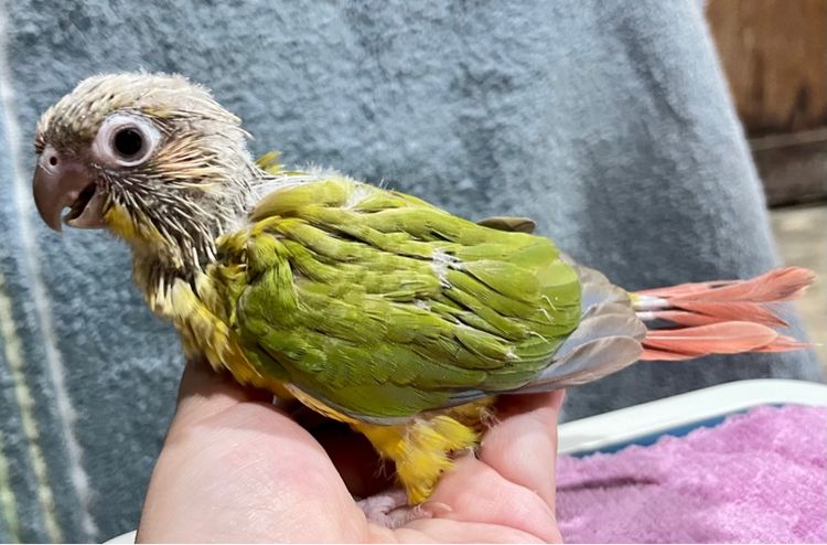 ลูกป้อน กรีนชีค พายแอปเปิ้ล รูปที่ 6