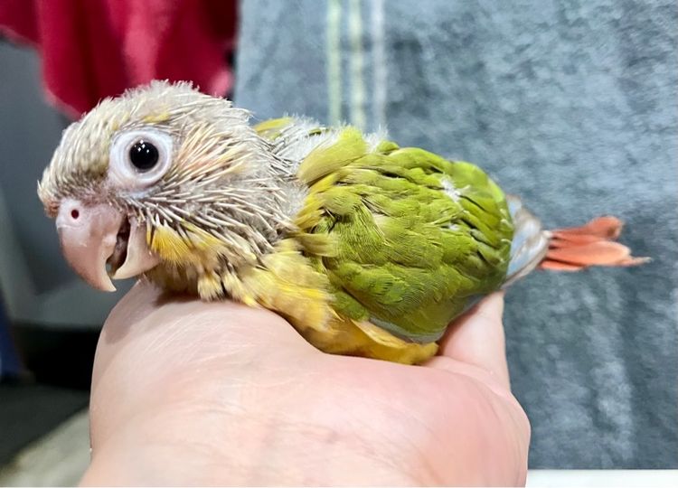 ลูกป้อน กรีนชีค พายแอปเปิ้ล รูปที่ 5