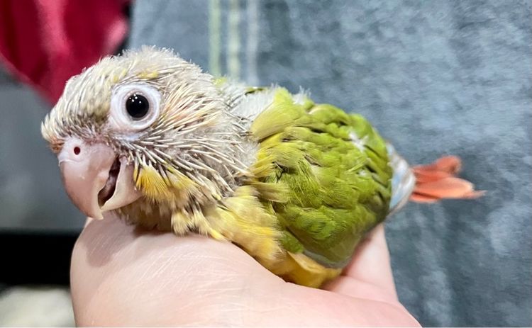 ลูกป้อน กรีนชีค พายแอปเปิ้ล รูปที่ 7