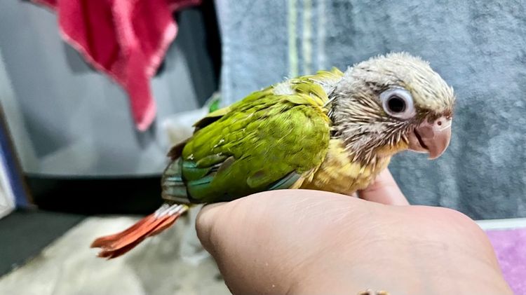 ลูกป้อน กรีนชีค พายแอปเปิ้ล รูปที่ 12