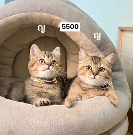 สก็อตติสโฟล