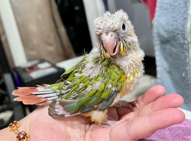 ลูกป้อน กรีนชีค พายแอปเปิ้ล