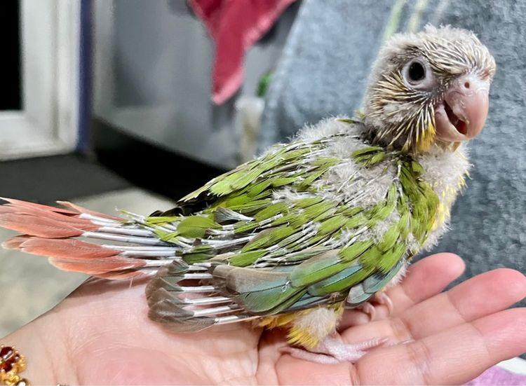 ลูกป้อน กรีนชีค พายแอปเปิ้ล รูปที่ 3