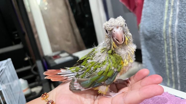 ลูกป้อน กรีนชีค พายแอปเปิ้ล รูปที่ 11