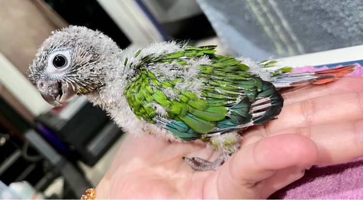 ลูกป้อน กรีนชีค เยลโล่ไซด์ รูปที่ 11