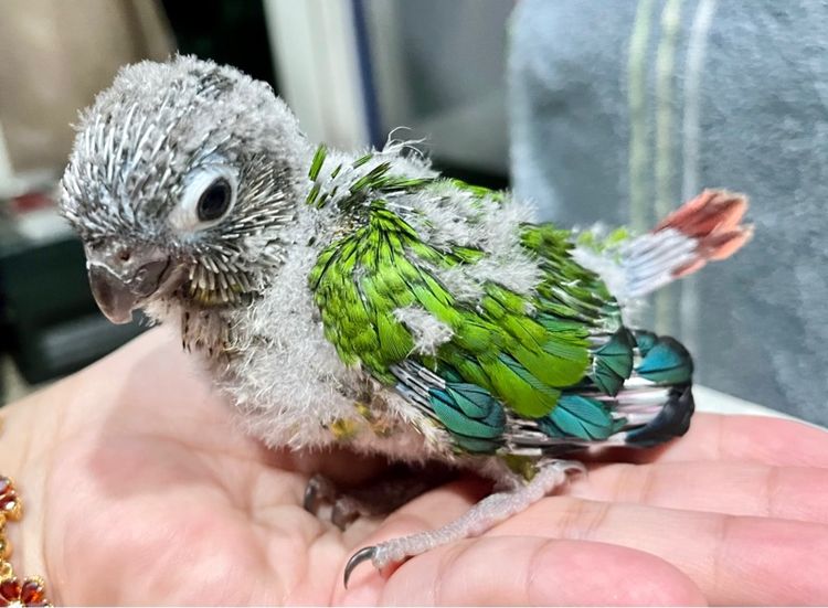 ลูกป้อน กรีนชีค เยลโล่ไซด์ รูปที่ 3