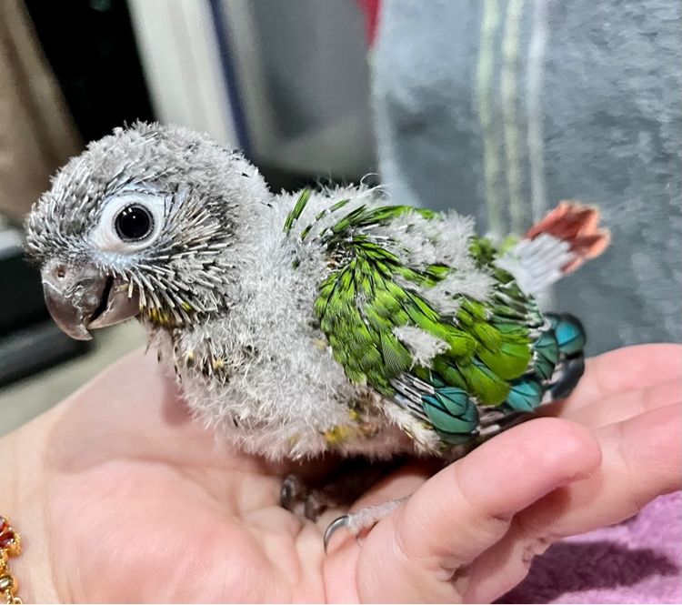 ลูกป้อน กรีนชีค เยลโล่ไซด์ รูปที่ 2