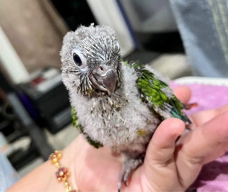 ลูกป้อน กรีนชีค เยลโล่ไซด์ รูปที่ 10