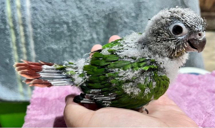 ลูกป้อน กรีนชีค เยลโล่ไซด์ รูปที่ 9