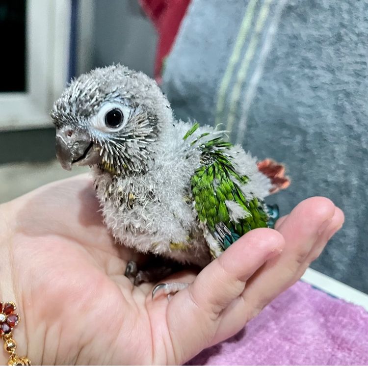 ลูกป้อน กรีนชีค เยลโล่ไซด์