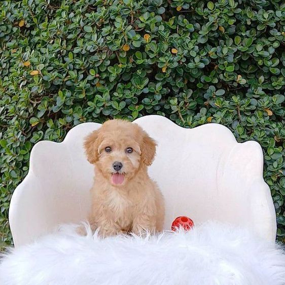 พุดเดิ้ล(ชาย)เชียงใหม่