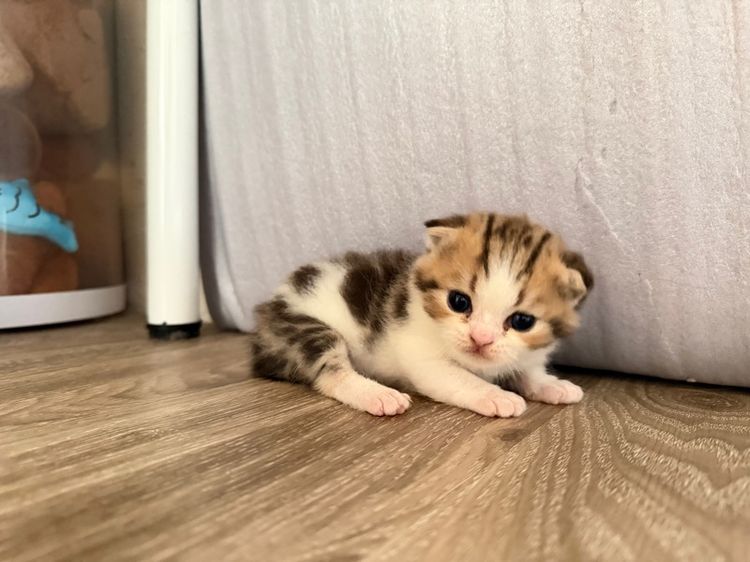 สก็อตติชโฟลด์ เพศเมีย รูปที่ 4