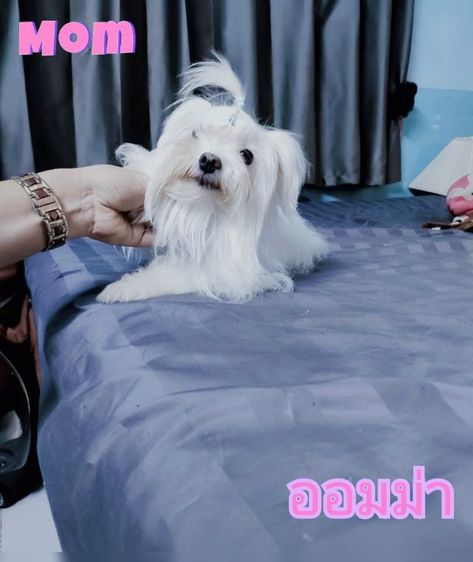 หาแลก มอลทีสเกาหลี ไซร้จิ๋วๆแม่น้ำหนักแค่1โลกว่าๆ พ่อกับแม่ของน้องนำเข้ามาจากเกาหลีซื้อมาราคาหลักแสน หาขอแลกบิชองเพศไหนก็ได้ อายุกี่ปีก็ได้  รูปที่ 6