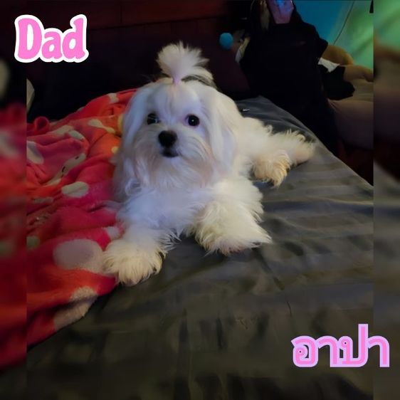 หาแลก มอลทีสเกาหลี ไซร้จิ๋วๆแม่น้ำหนักแค่1โลกว่าๆ พ่อกับแม่ของน้องนำเข้ามาจากเกาหลีซื้อมาราคาหลักแสน หาขอแลกบิชองเพศไหนก็ได้ อายุกี่ปีก็ได้  รูปที่ 5