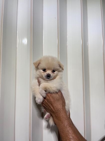 ขายปอมเมอริเนียน