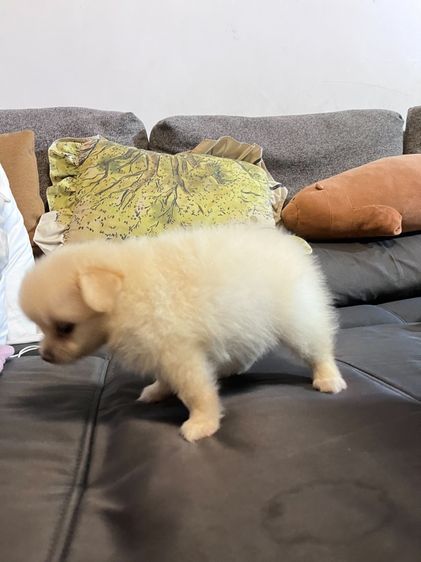 ขายปอมเมอริเนียน รูปที่ 3