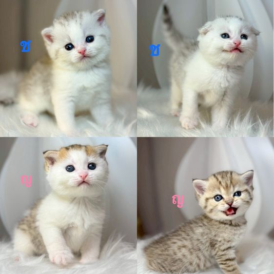 แมวสก็อตติช บริติช 