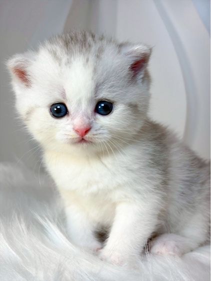 แมวสก็อตติช บริติช  รูปที่ 3