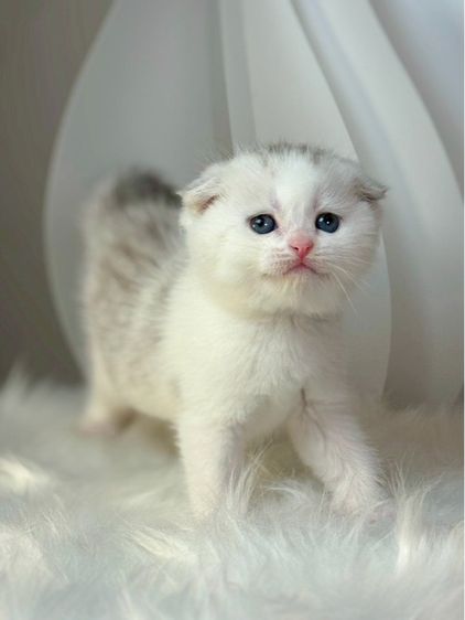 แมวสก็อตติช บริติช  รูปที่ 4