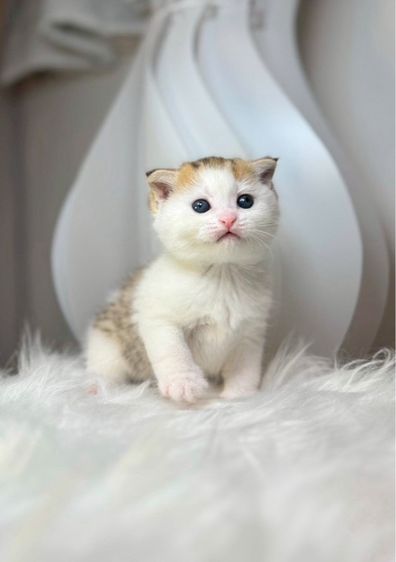 แมวสก็อตติช บริติช  รูปที่ 7