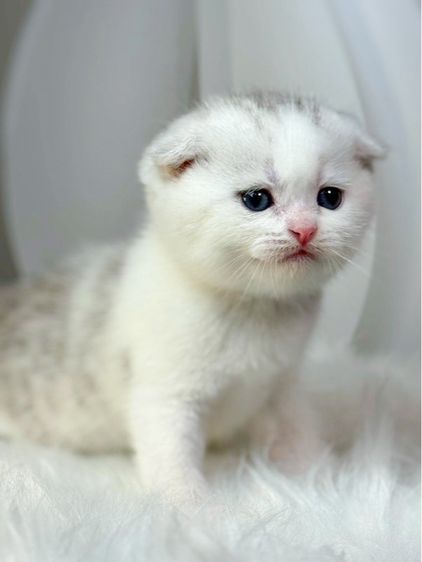 แมวสก็อตติช บริติช  รูปที่ 5