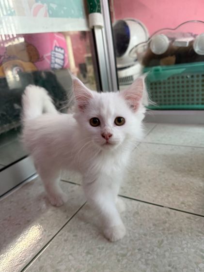 เมนคูนเปอร์เซีย รูปที่ 6
