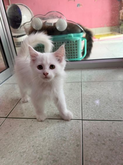 เมนคูนเปอร์เซีย รูปที่ 3