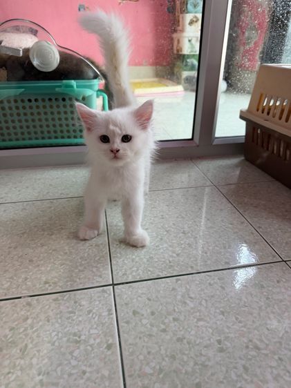 เมนคูนเปอร์เซีย รูปที่ 9