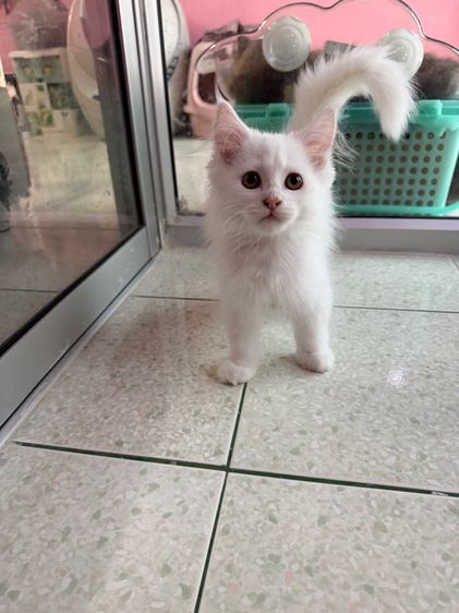 เมนคูนเปอร์เซีย รูปที่ 5