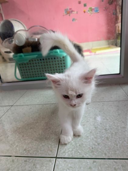 เมนคูนเปอร์เซีย รูปที่ 4