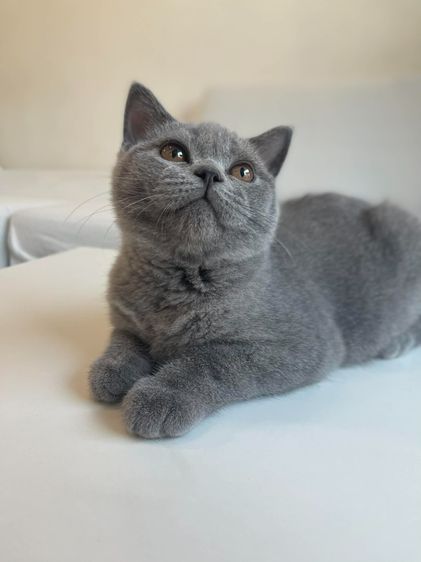 British Shorthair WCF ดช รูปที่ 8