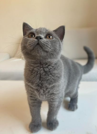 British Shorthair WCF ดช รูปที่ 3
