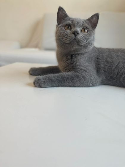 British Shorthair WCF ดช รูปที่ 7