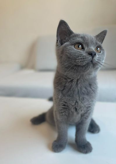 British Shorthair WCF ดช รูปที่ 9