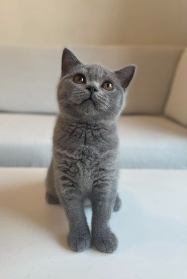 British Shorthair WCF ดช