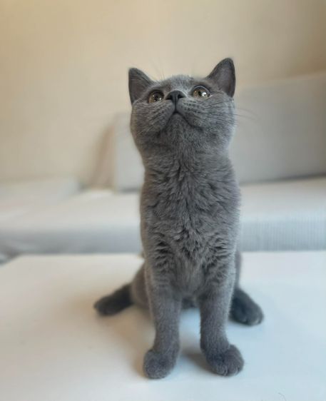 British Shorthair WCF ดช รูปที่ 5