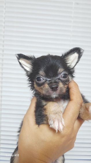 ชิวาว่า รูปที่ 3