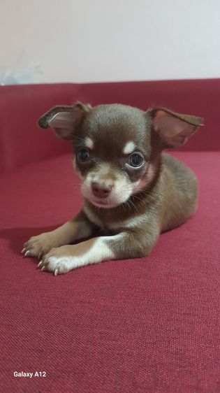 ชิวาว่า รูปที่ 8