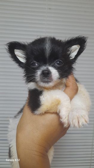 ชิวาวา (Chihuahua) เล็ก ชิวาว่า