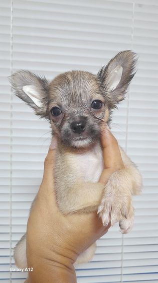 ชิวาว่า รูปที่ 4