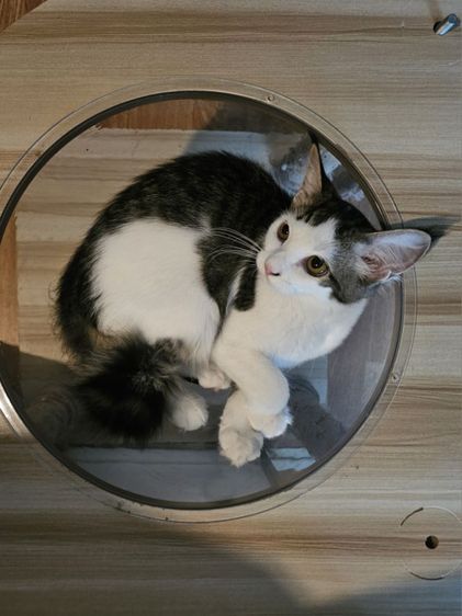 ลูกแมวเมนคูนผสมเปอร์เซีย เพศเมีย  รูปที่ 4