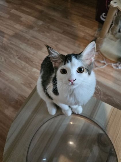 ลูกแมวเมนคูนผสมเปอร์เซีย เพศเมีย  รูปที่ 2