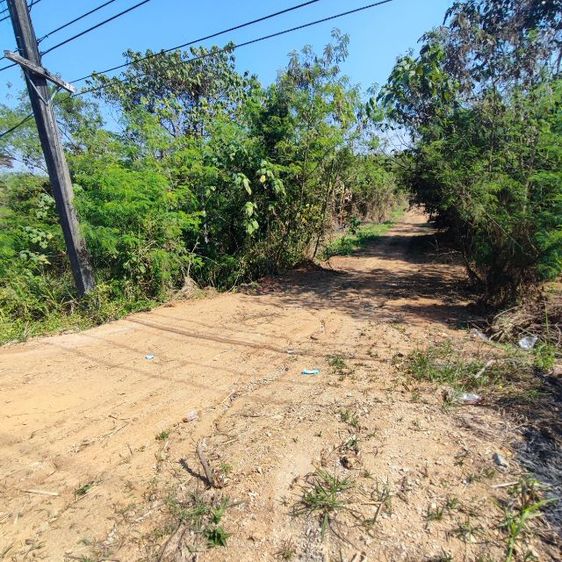 ขายที่ดิน 11 ไร่ ติดถนนใหญ่ 201 (เลย-เชียงคาน)