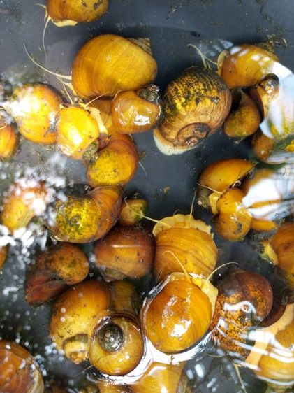 จำหน่ายแม่พันธุ์ หอยเชอรี่สีทอง รูปที่ 8