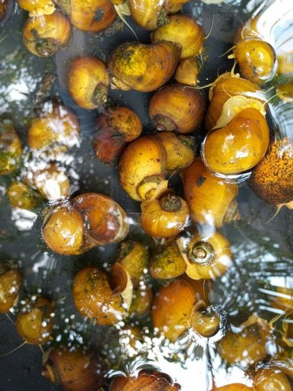 จำหน่ายแม่พันธุ์ หอยเชอรี่สีทอง รูปที่ 5