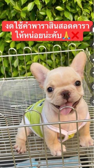 เฟรนช์บลูด๊อกสีครีม