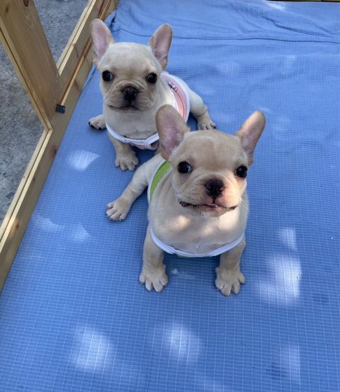 เฟรนช์บลูด๊อกสีครีม รูปที่ 5