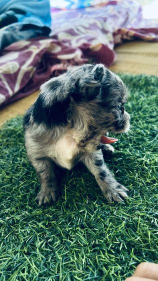 หาบ้าน รูปที่ 4