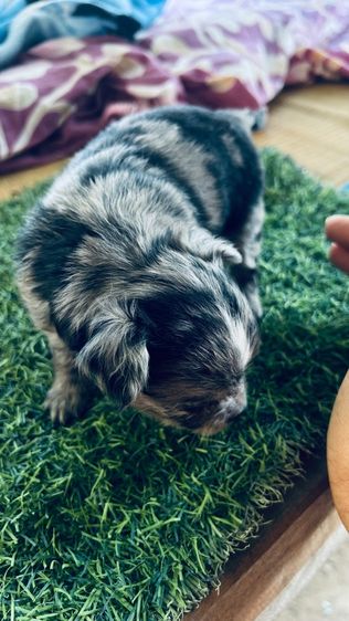 หาบ้าน รูปที่ 2